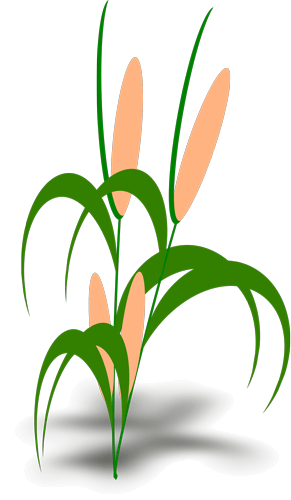 Decorative plant